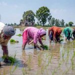 ਪੰਜਾਬ ਸਰਕਾਰ ਵਲੋਂ ਝੋਨੇ ਦੀ ਬਿਜਾਈ ਤੇ ਲਵਾਈ ਦਾ ਸ਼ਡਿਊਲ ਜਾਰੀ