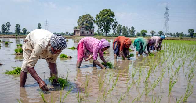 ਪੰਜਾਬ ਸਰਕਾਰ ਵਲੋਂ ਝੋਨੇ ਦੀ ਬਿਜਾਈ ਤੇ ਲਵਾਈ ਦਾ ਸ਼ਡਿਊਲ ਜਾਰੀ: 4 ਜ਼ੋਨ ਵਿੱਚ ਵੰਡਿਆ ਪੰਜਾਬ